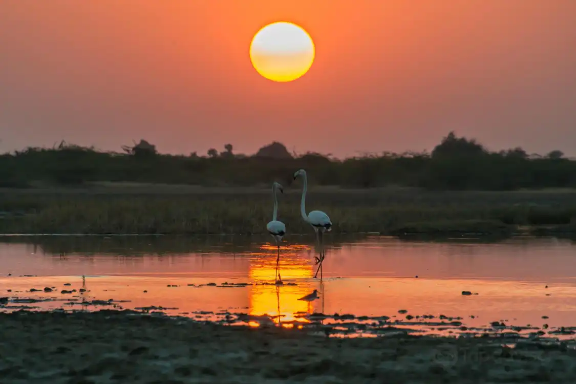Hotels near Little Rann of Kutch