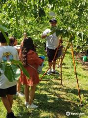 Red Hill Cherry Farm