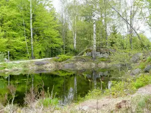 Baumwipfelpfad Bayerischer Wald