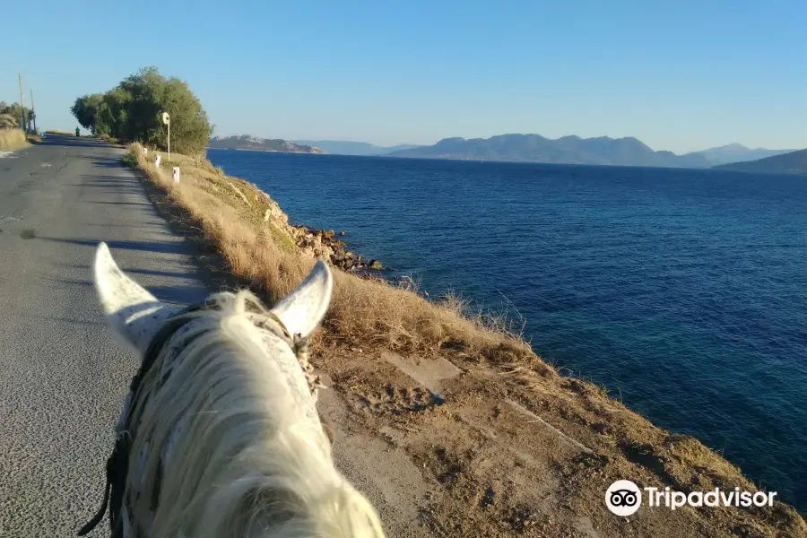 Horse riding on Aegina