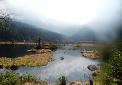 Parc national de la Forêt bavaroise