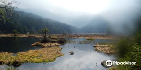 Parc national de la Forêt bavaroise