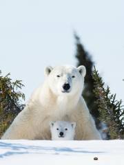 Parc national Wapusk