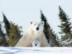 Wapusk-Nationalpark