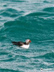 Farne Islands