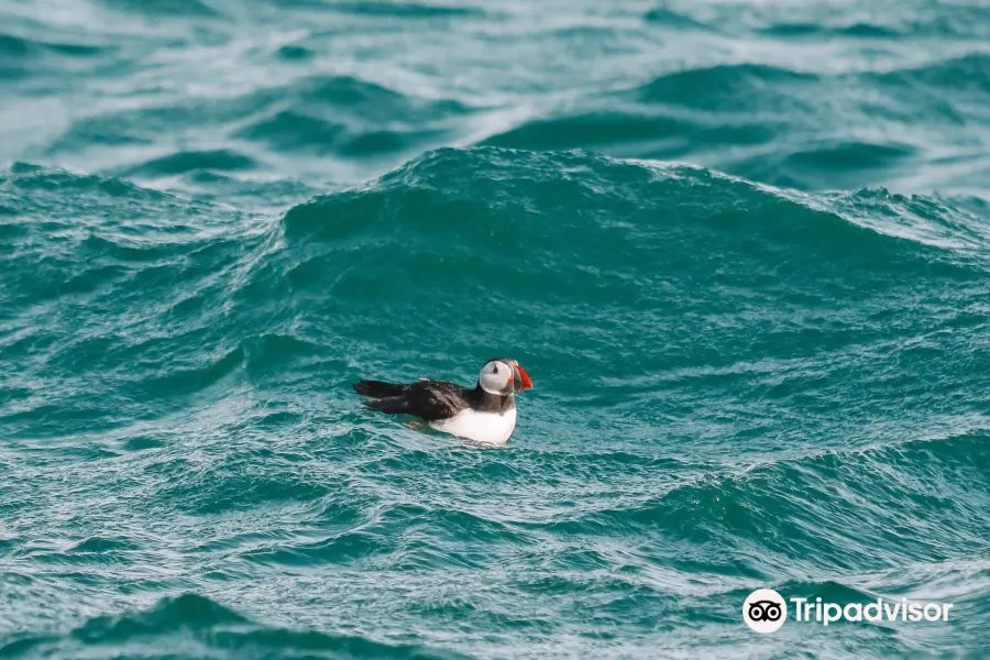 Farne Islands