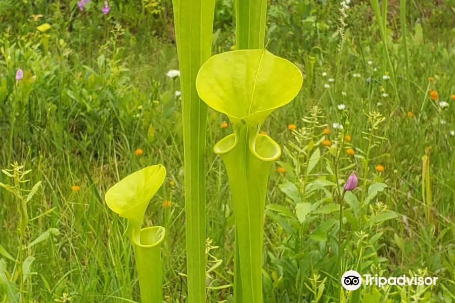 Stanley Rehder Carnivorous Plant Garden at Piney Ridge Nature Preserve - Wilmington