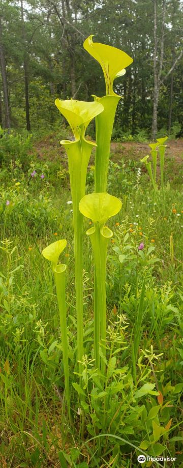 Stanley Rehder Carnivorous Plant Garden at Piney Ridge Nature Preserve - Wilmington