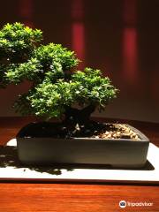 Bonsai Center Piccin