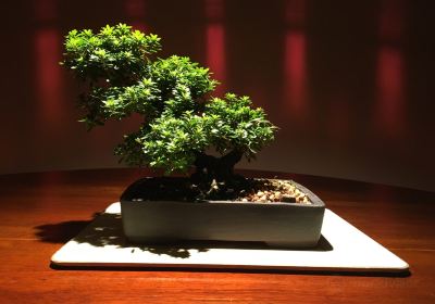 Centro Bonsai Piccin