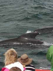 Oshan Whale Watch