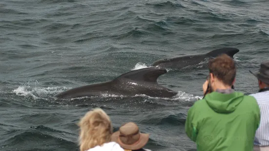 Oshan Whale Watch