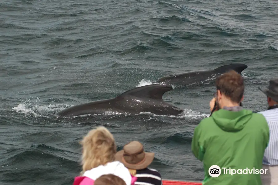 Oshan Whale Watch