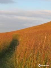 Mount Mitchell Heritage Prairie Park