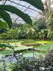 Jardín Botánico de Dresde