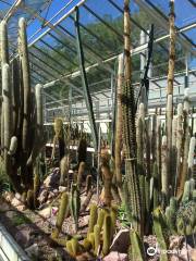 Zurich Succulent Plant Collection