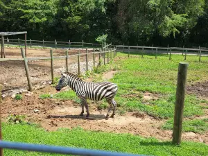 Little Ponderosa Zoo