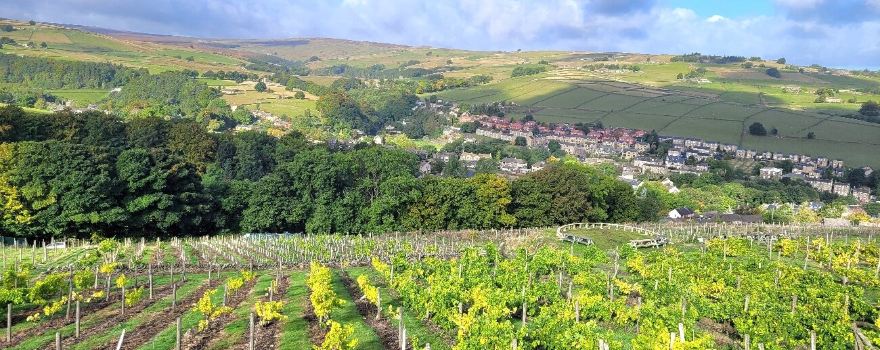 Holmfirth Vineyard, Accommodation & Restaurant by Sheveling Wine Estates