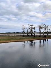 A-Awesome Airboat Ride