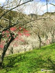 Kogezawa Plum Grove