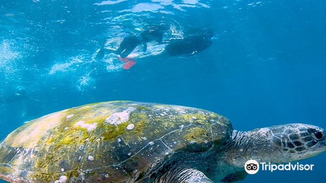 Scuba Diving in Gold Coast