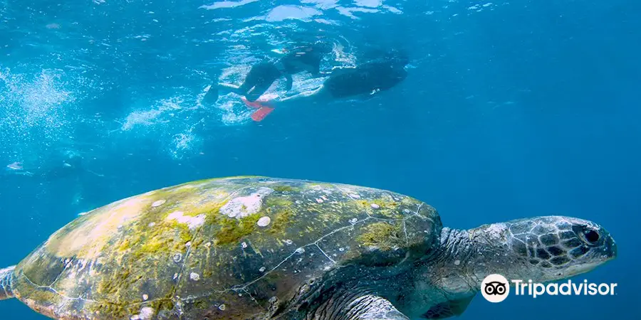 Gold Coast Divers