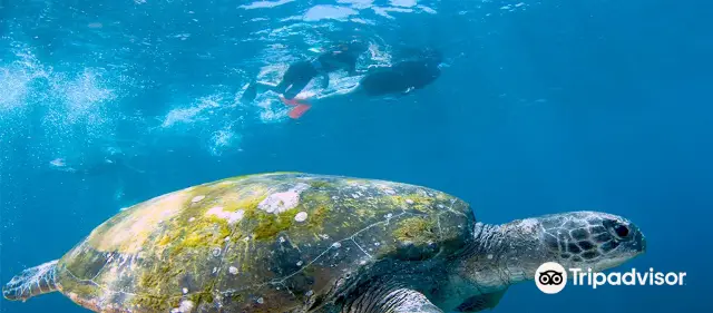 Scuba Diving in Gold Coast