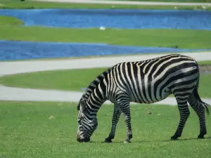 アフリカライオン・サファリ