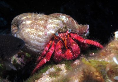 Paul Ricard Oceanographic Institute