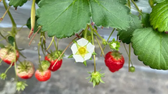 Shirone Grape Garden