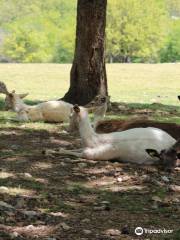 Eureka Springs Safari Park