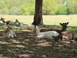 Eureka Springs Safari Park