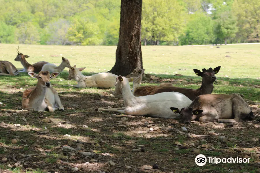 Eureka Springs Safari Park