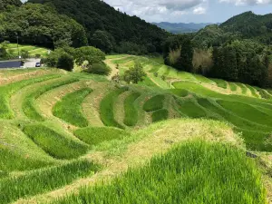 Oyama Rice Terraces
