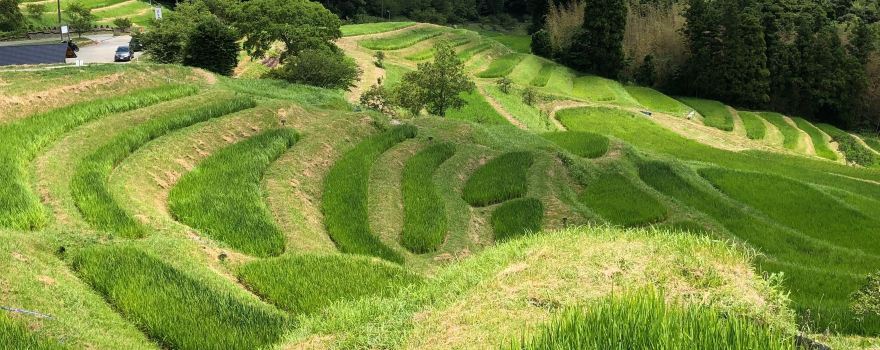 Oyama Rice Terraces