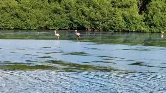 Caroni Swamp