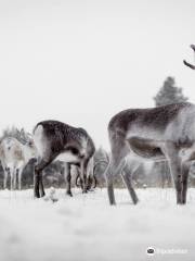 Inari Reindeer Farm