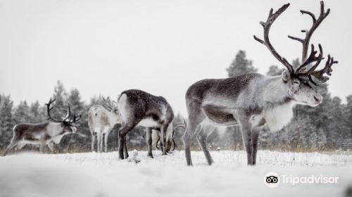 Inari Reindeer Farm