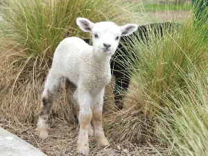 Hanmer Springs Animal Park