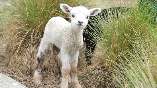 Hanmer Springs Animal Park