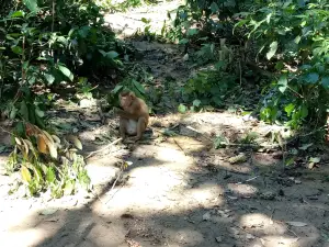 Phong Nha Botanic Garden