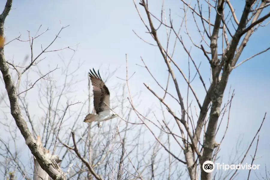 Occoquan Bay National Wildlife Refuge