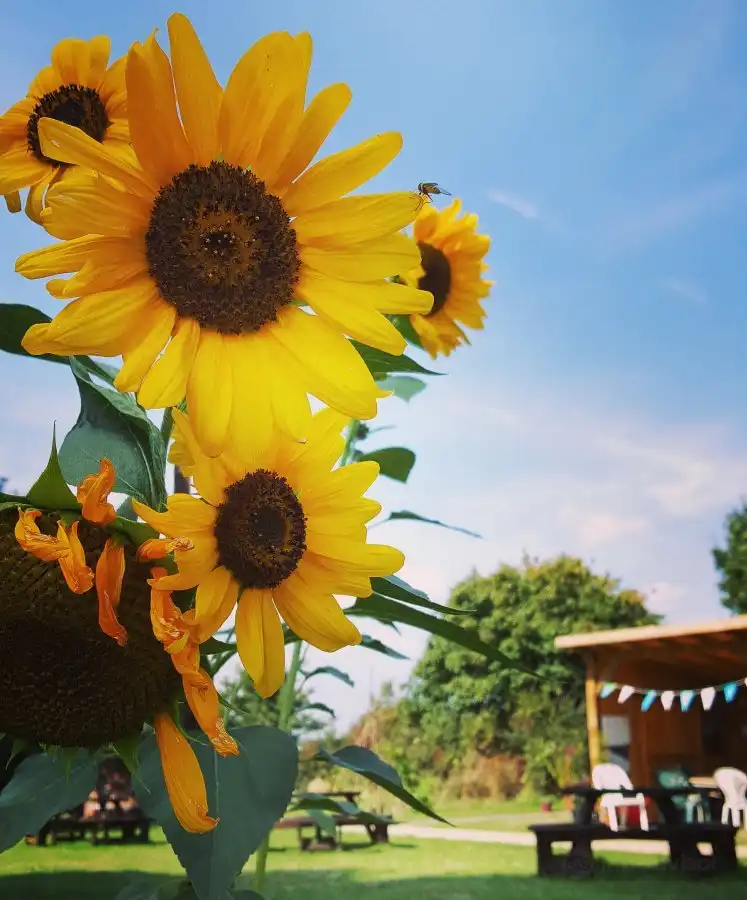 Hotels near Bulwell Forest Garden