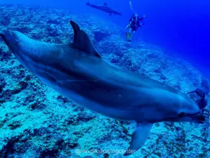 Rangiroa Diving Center