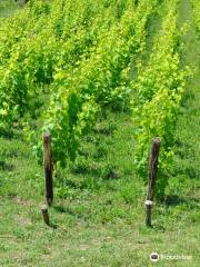 Azienda Agricola L'Arco Antico S.R.L.