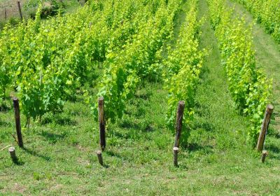 Azienda Agricola L'Arco Antico