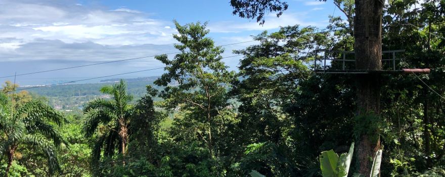The Jungle Breeze