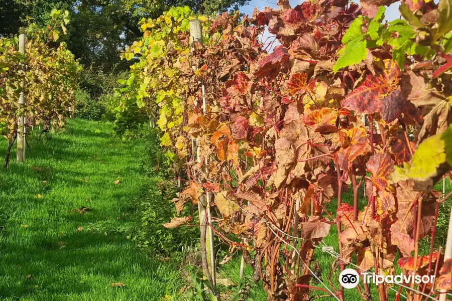 Gwinllan Conwy Vineyard