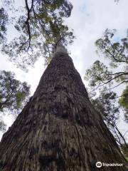 King Jarrah Tree