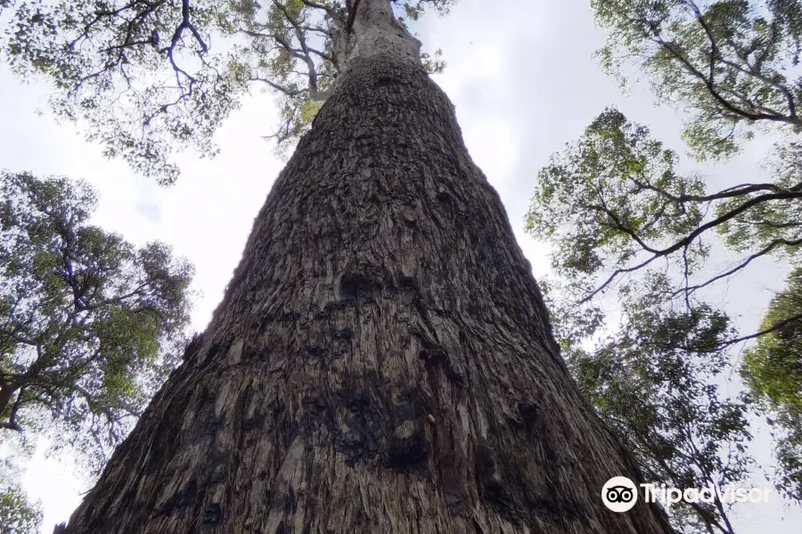 King Jarrah Tree